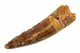 Fossil Spinosaurus Tooth - Real Dinosaur Tooth #353126-1